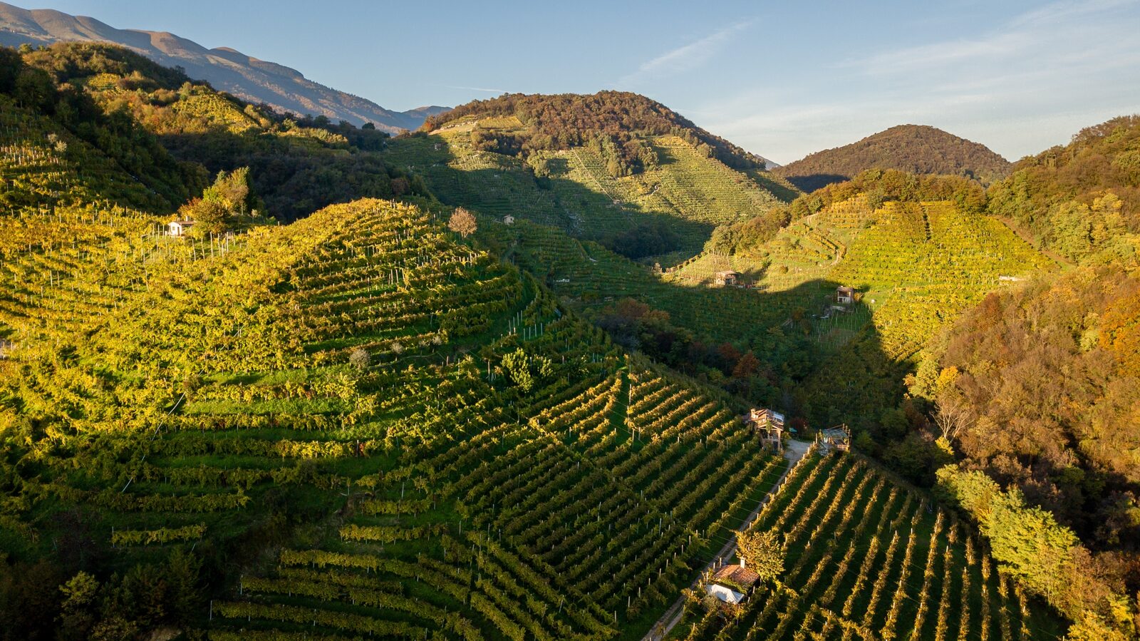 Terraced vineyards in the Prosecco hills around Valdobbiadene north of Venice